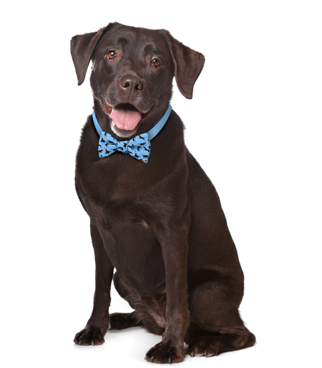 Dog-with-Bow-Tie